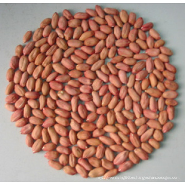 High Quality / New Crop Peanut Kernals
